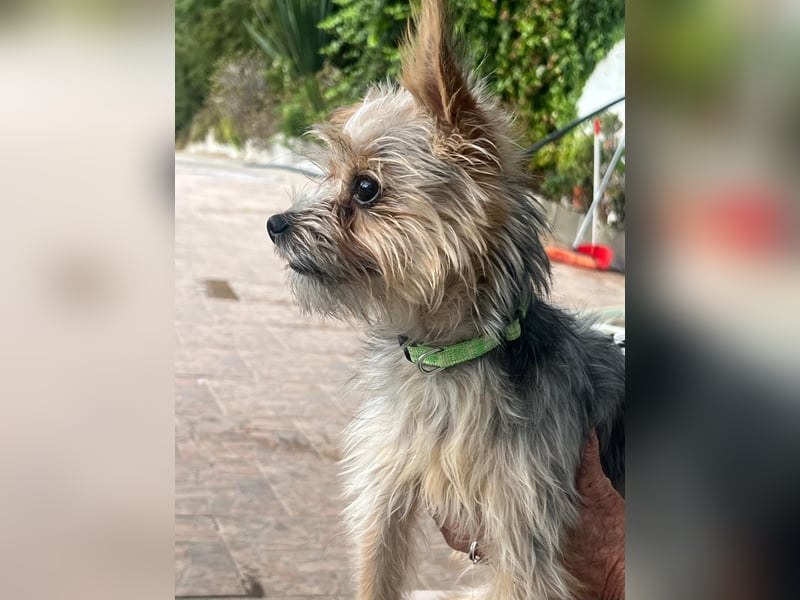 Buddy, kleines Zwergle auf Familiensuche