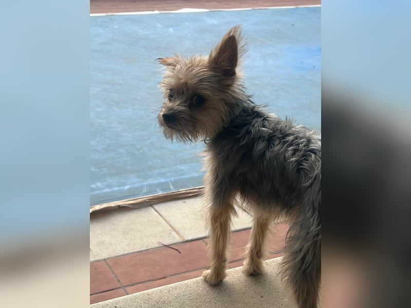 Buddy, kleines Zwergle auf Familiensuche