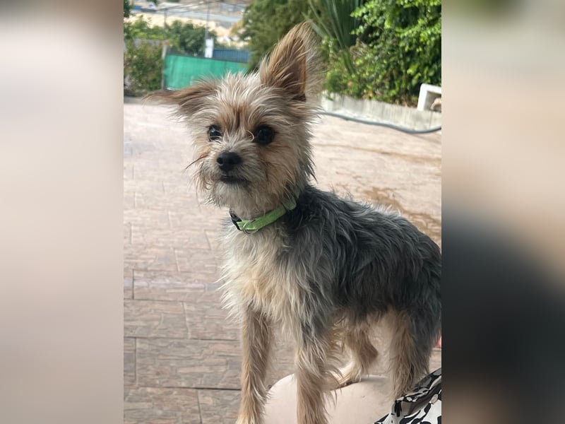 Buddy, kleines Zwergle auf Familiensuche