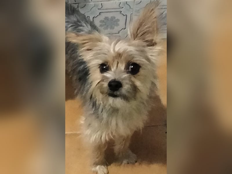 Buddy, kleines Zwergle auf Familiensuche