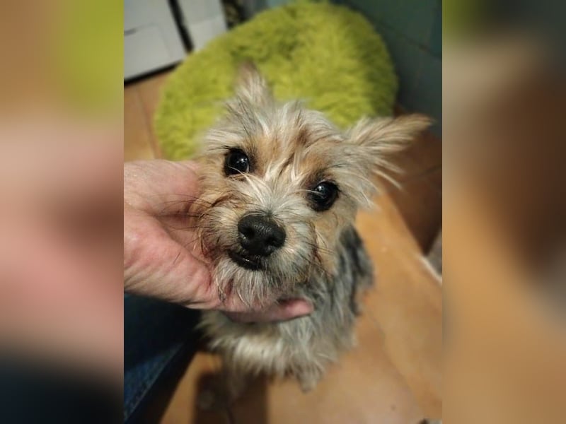 Buddy, kleines Zwergle auf Familiensuche