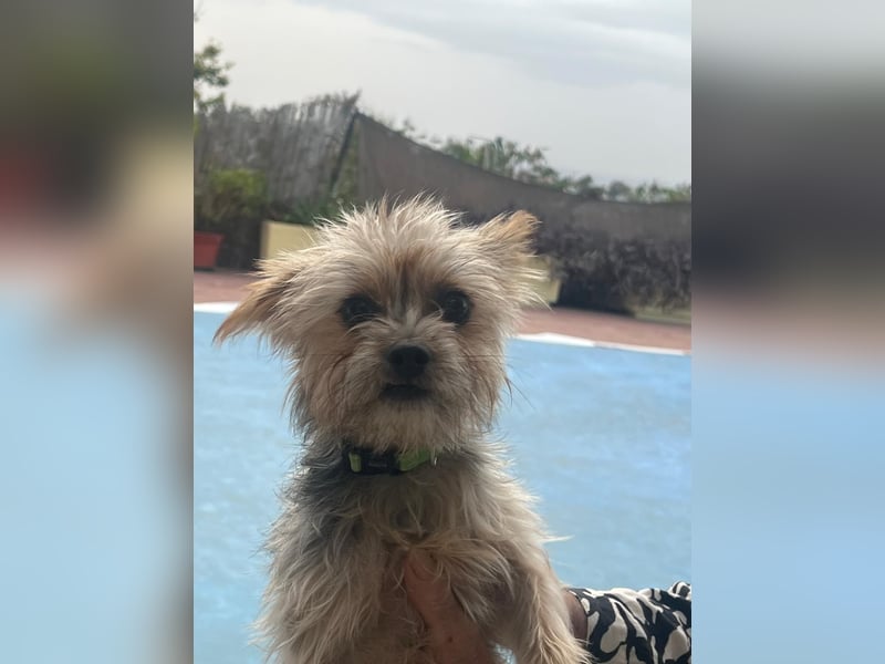Buddy, kleines Zwergle auf Familiensuche