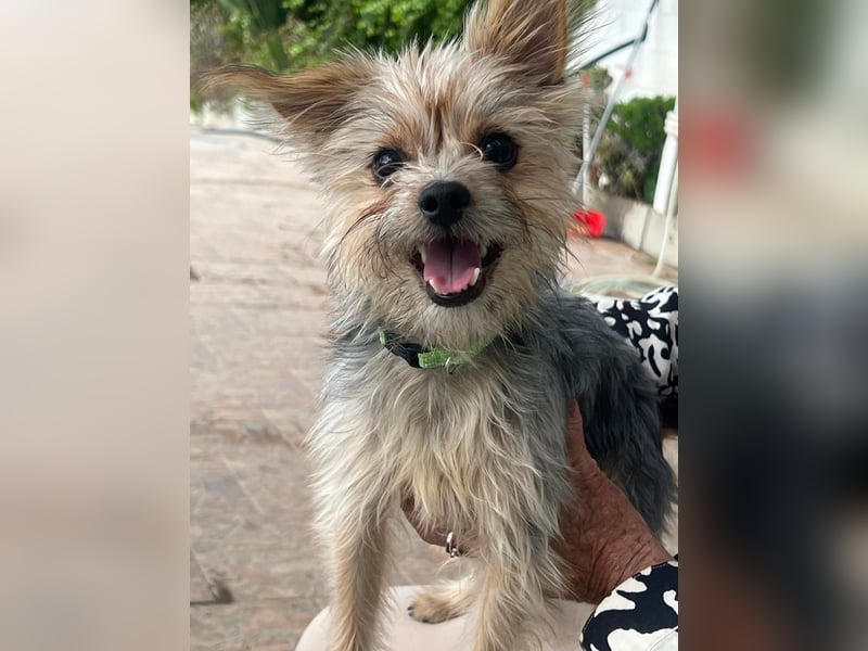 Buddy, kleines Zwergle auf Familiensuche