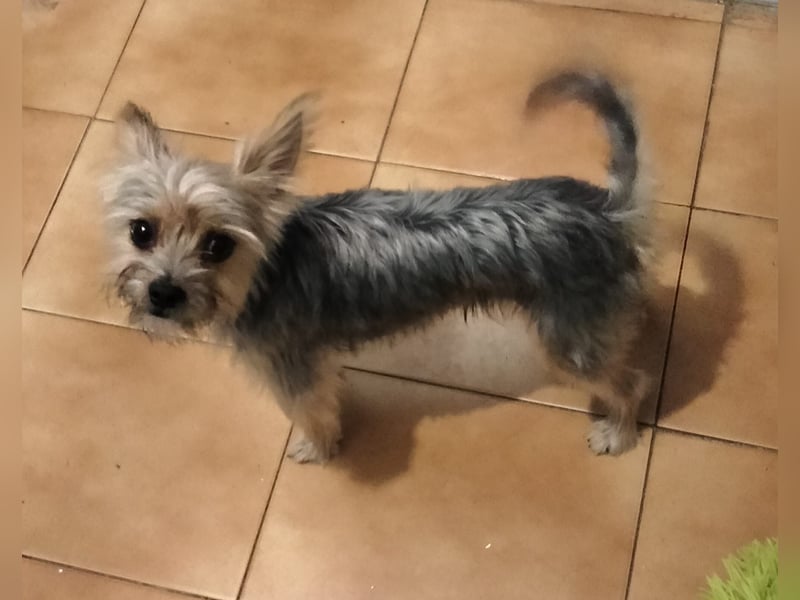 Buddy, kleines Zwergle auf Familiensuche