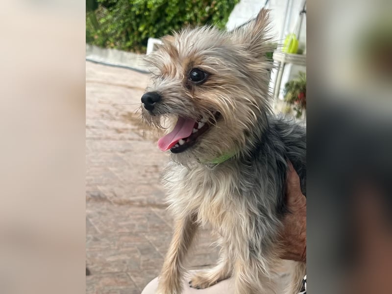 Buddy, kleines Zwergle auf Familiensuche