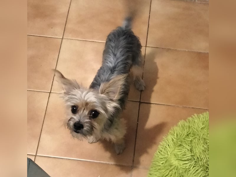 Buddy, kleines Zwergle auf Familiensuche