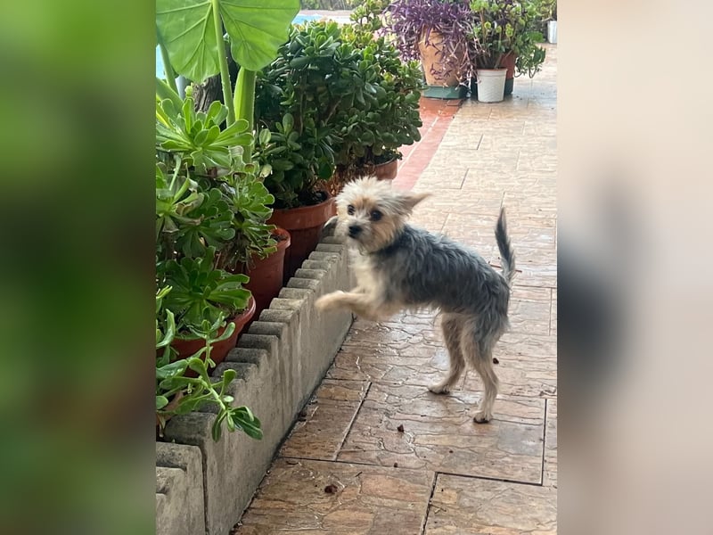 Buddy, kleines Zwergle auf Familiensuche