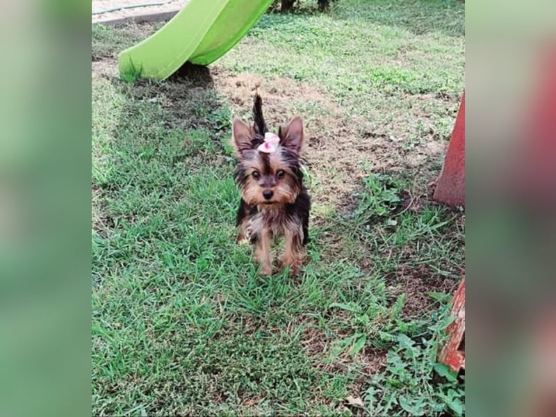 Mini Yorkshire Terrier Hündin – geimpft, entwurmt, gechipt, mit EU-Heimtierausweis