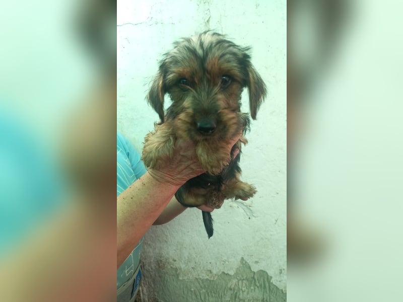 Pongo PP– kleiner Welpe sucht Zuhause