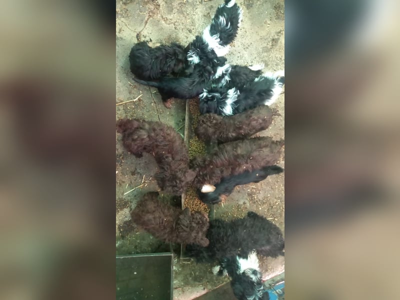 Pongo PP– kleiner Welpe sucht Zuhause