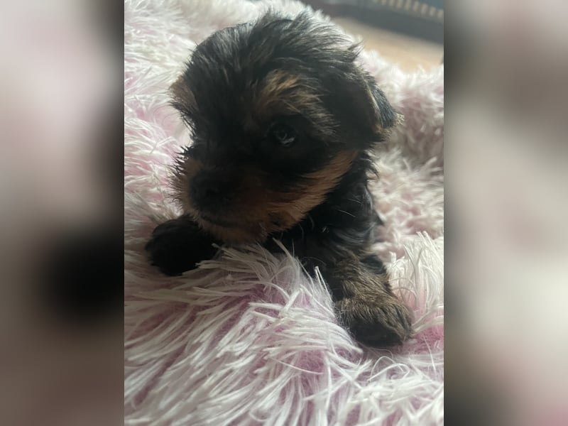 Yorkshire Terrier Welpe, Rüden, suchen neues Zuhause