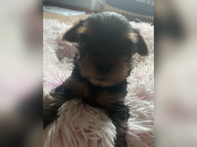 Yorkshire Terrier Welpe, Rüden, suchen neues Zuhause