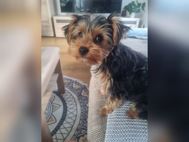 Yorkshire Terrier Welpen