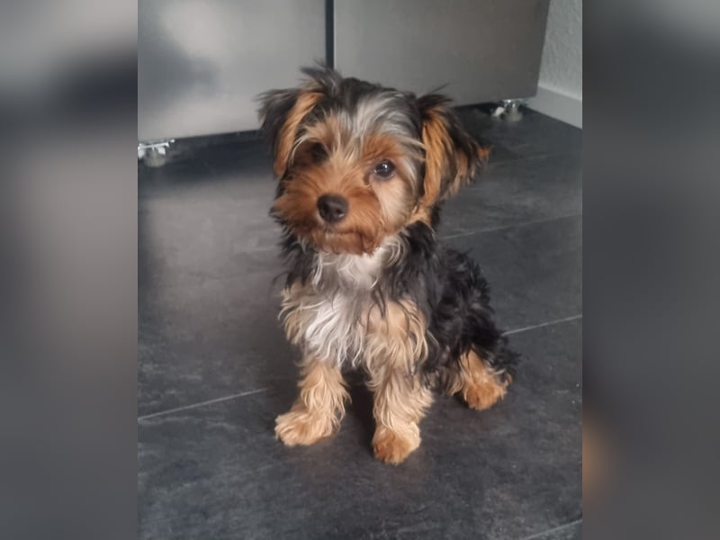 Yorkshire Terrier Welpen