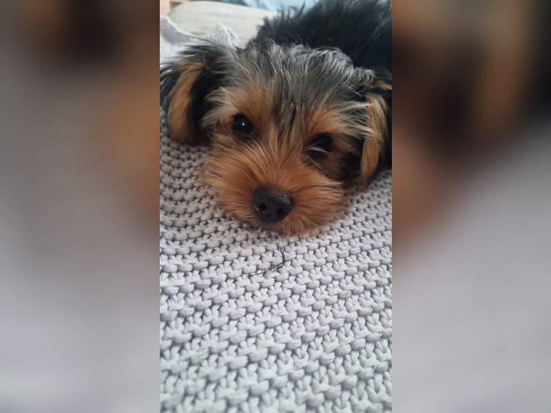 Yorkshire Terrier Welpen