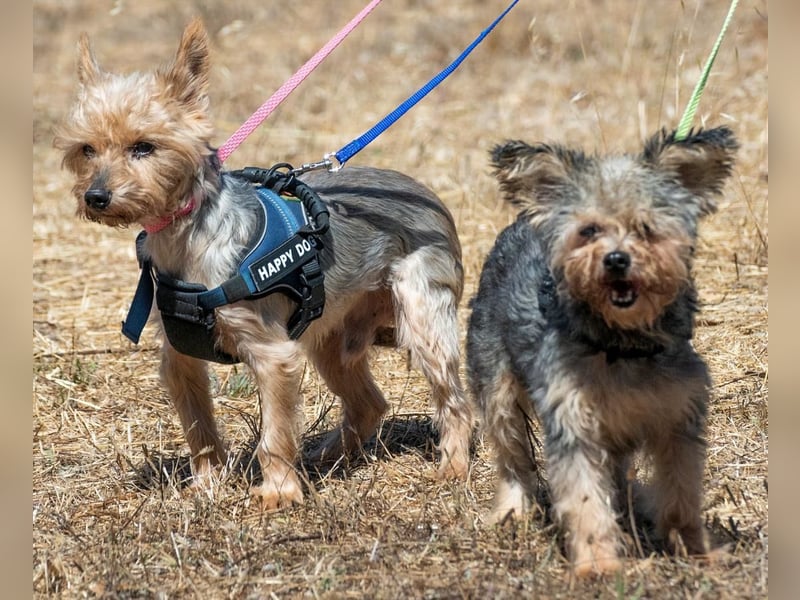 Nini und Neco - die Unzertrennlichen Nini und Neco - die Unzertrennlichen