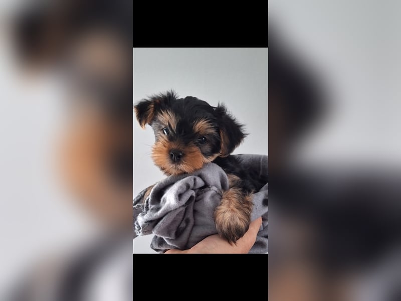 Süße Yorkshire Terrier Welpen