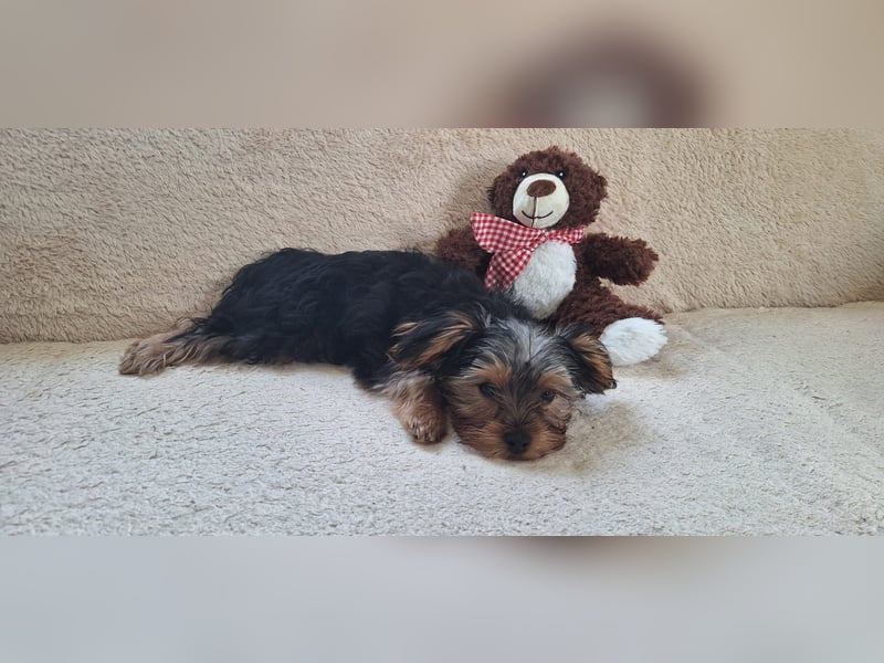 Süße Yorkshire Terrier Welpen