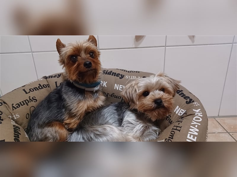 Süße Yorkshire Terrier Welpen