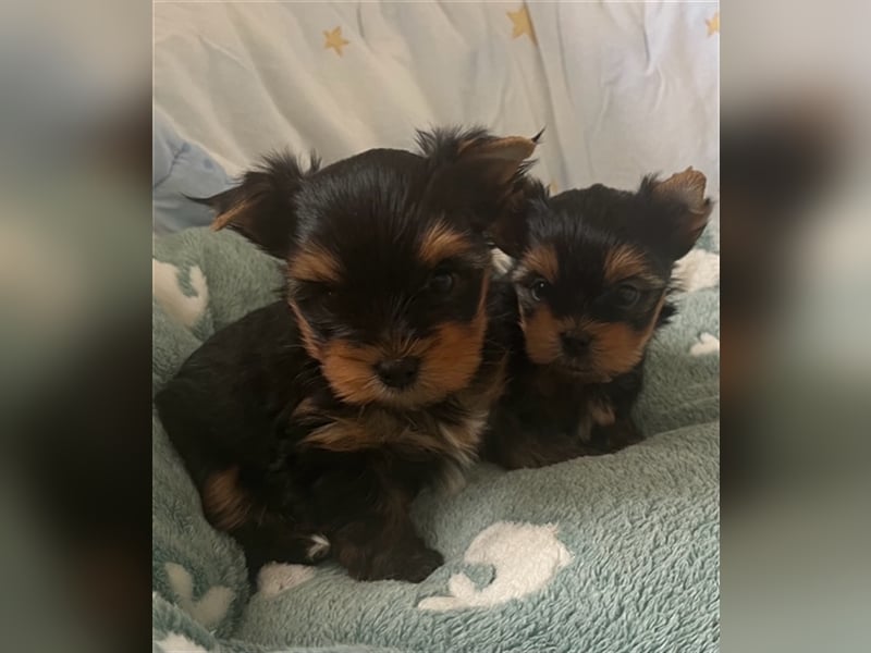 Yorkshire Terrier Welpen black and tan mit Ahnentafel