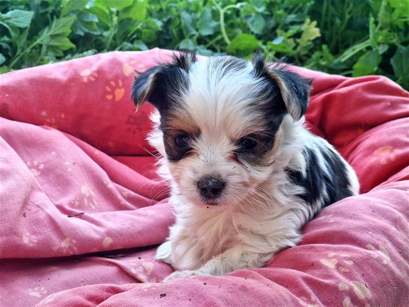 Yorkshire Terrier, Biewer Yorkshire Rüde