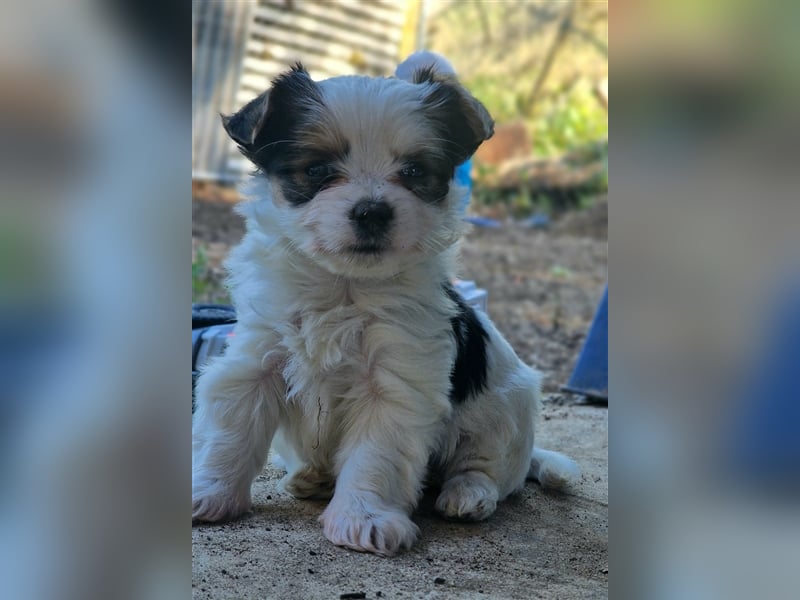 Yorkshire Terrier, Biewer Yorkshire Rüde