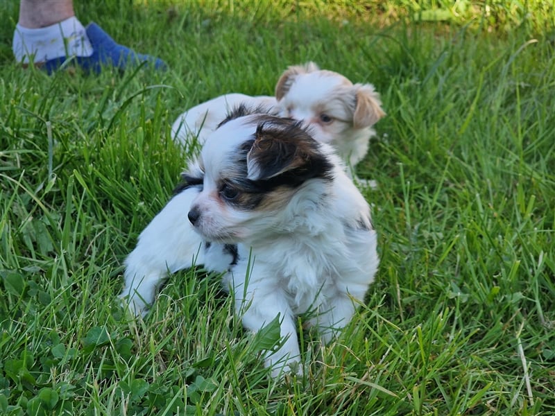 Yorkshire Terrier, Biewer Yorkshire Rüde