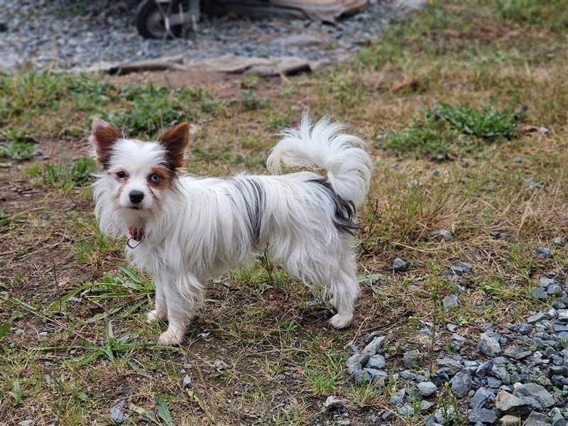 Yorkshire Terrier, Biewer Yorkshire Rüde