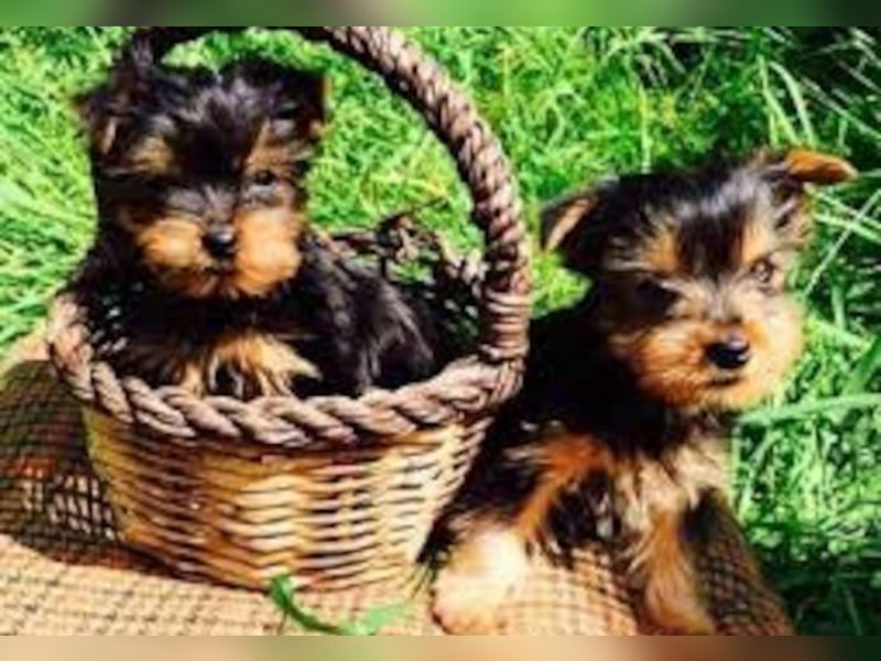 Yorkshire Terrier