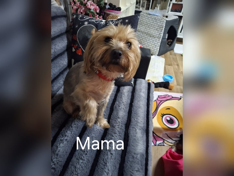 Reinrassige Yorkshire Terrier Welpen