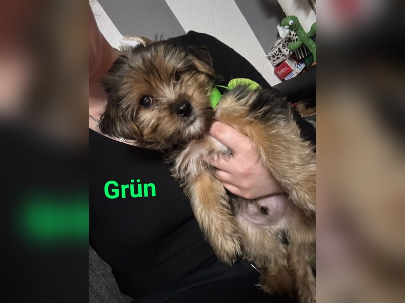 Reinrassige Yorkshire Terrier Welpen