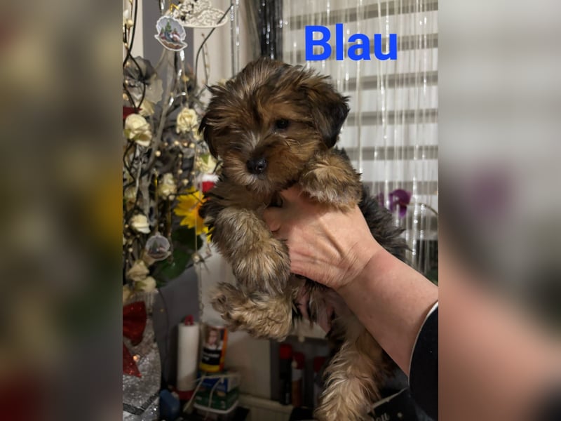 Reinrassige Yorkshire Terrier Welpen