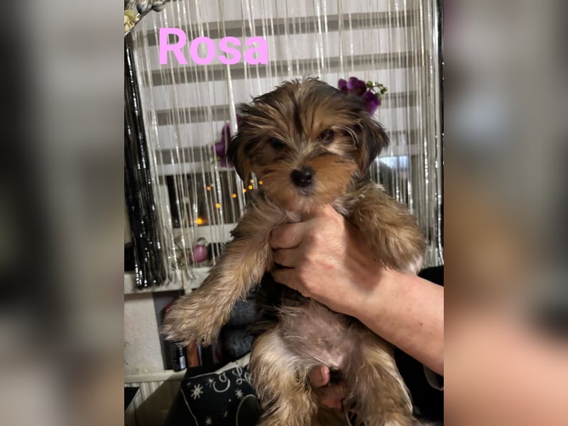 Reinrassige Yorkshire Terrier Welpen