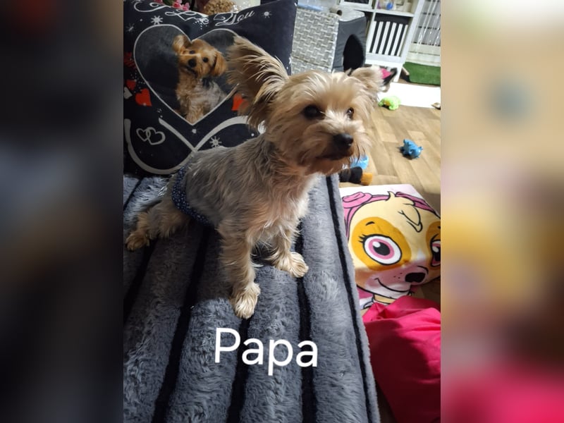 Reinrassige Yorkshire Terrier Welpen