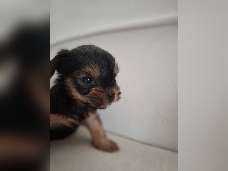Nur noch 4 süße reinrassige Yorkshire-Terrier suchen neues Zuhause