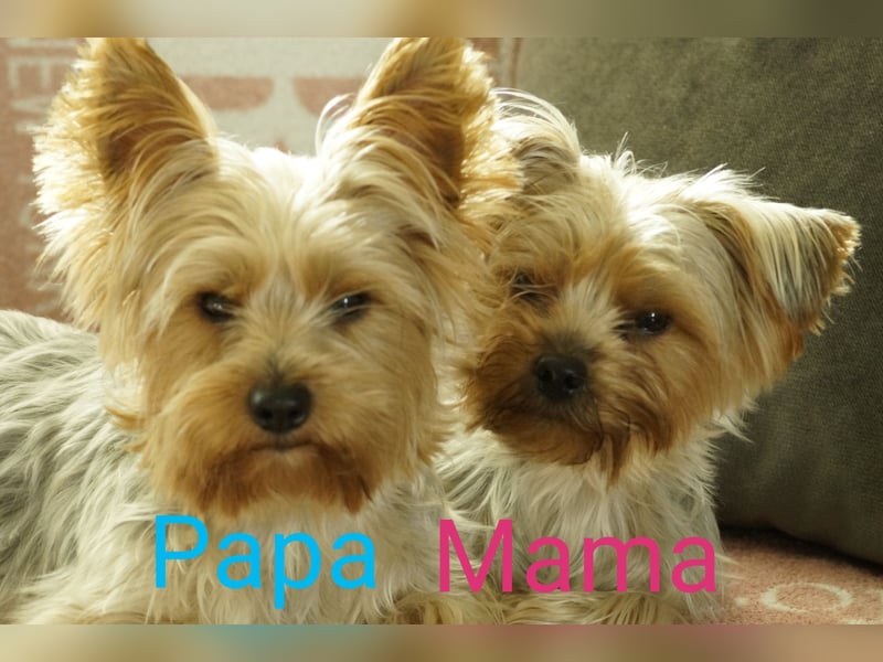 Nur noch 4 süße reinrassige Yorkshire-Terrier suchen neues Zuhause