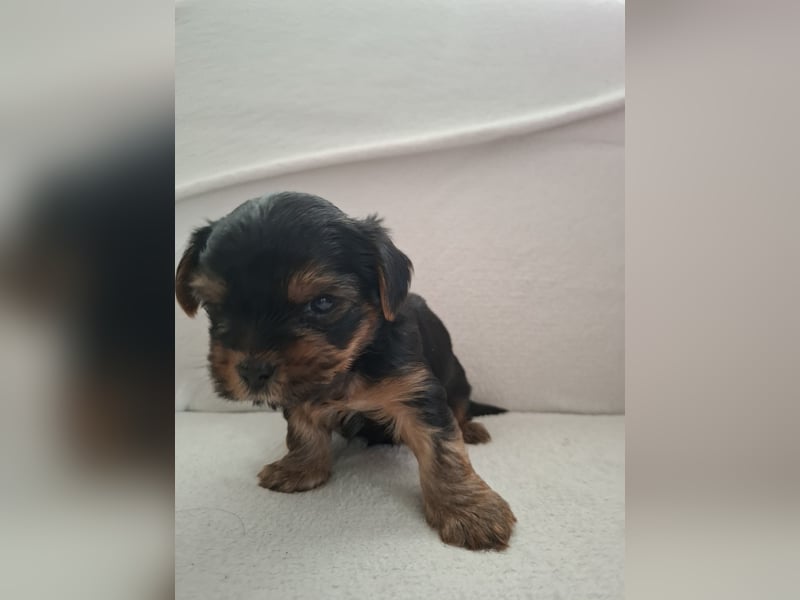 Nur noch 4 süße reinrassige Yorkshire-Terrier suchen neues Zuhause