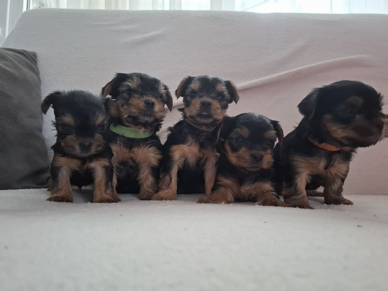 Nur noch 4 süße reinrassige Yorkshire-Terrier suchen neues Zuhause