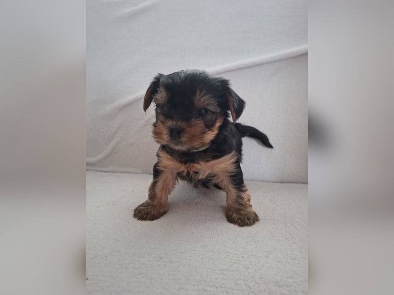 Nur noch 4 süße reinrassige Yorkshire-Terrier suchen neues Zuhause