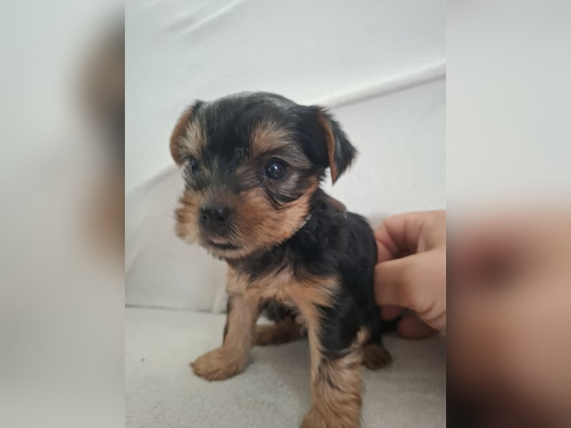 Nur noch 4 süße reinrassige Yorkshire-Terrier suchen neues Zuhause