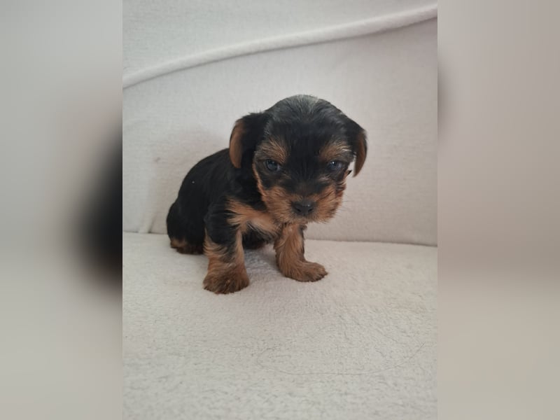Nur noch 4 süße reinrassige Yorkshire-Terrier suchen neues Zuhause