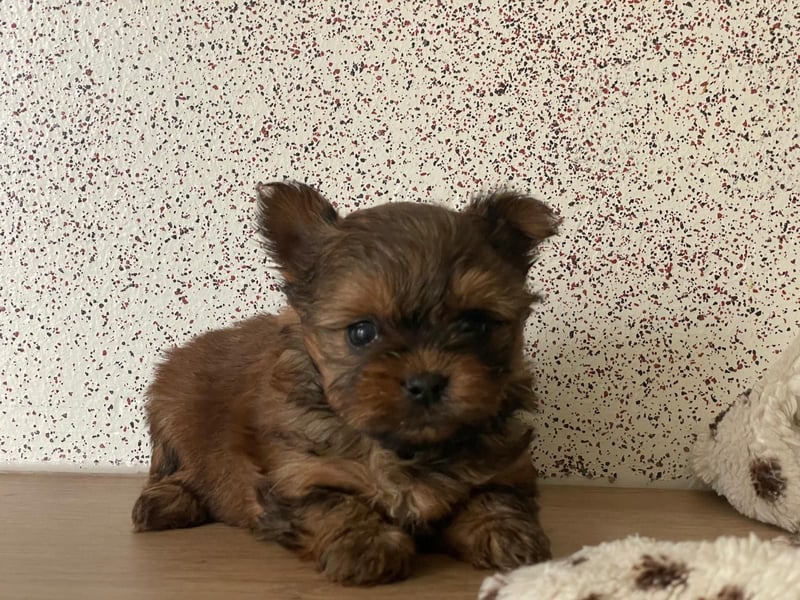 Zuckersüße Mini Yorkshire Terrier Welpen