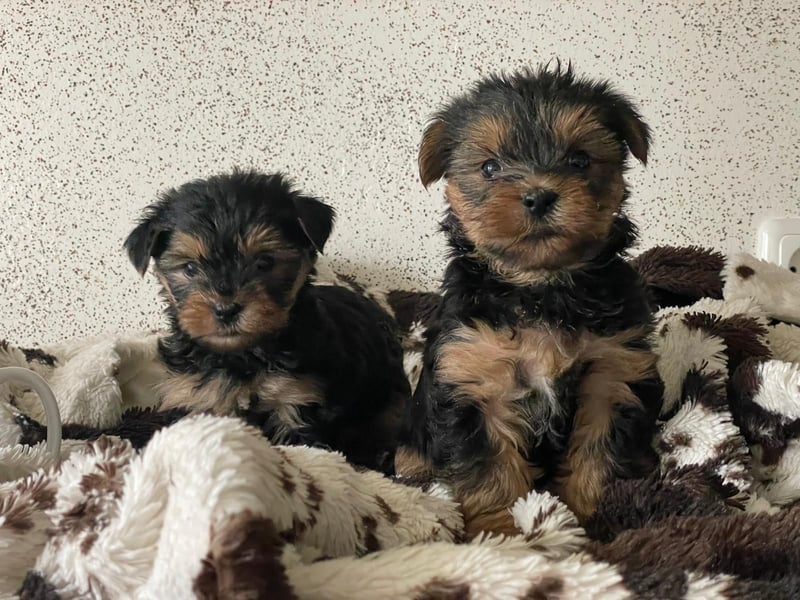 Zuckersüße Mini Yorkshire Terrier Welpen