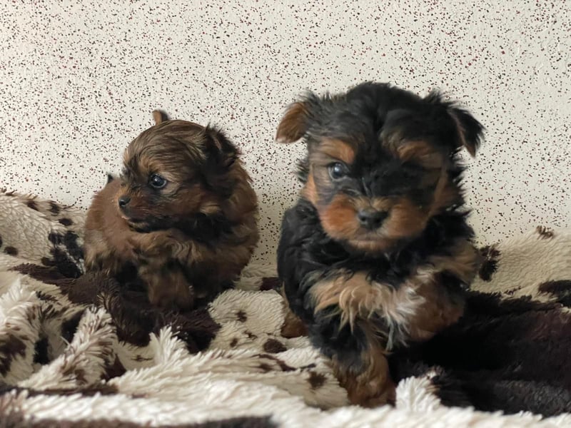 Zuckersüße Mini Yorkshire Terrier Welpen