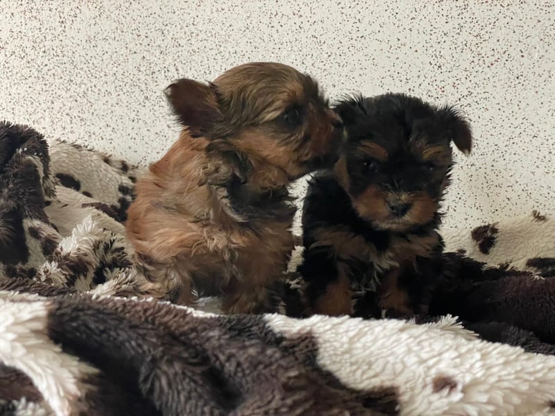 Zuckersüße Mini Yorkshire Terrier Welpen