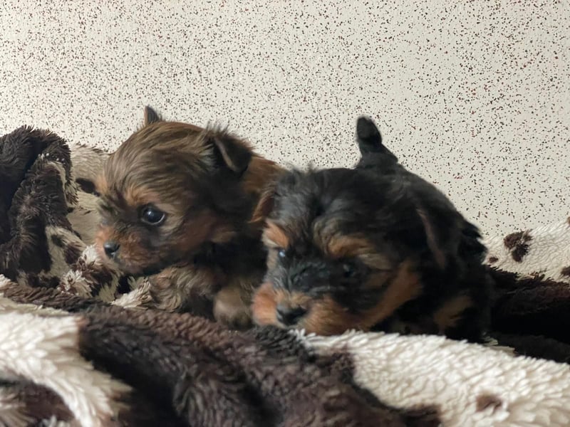 Zuckersüße Mini Yorkshire Terrier Welpen