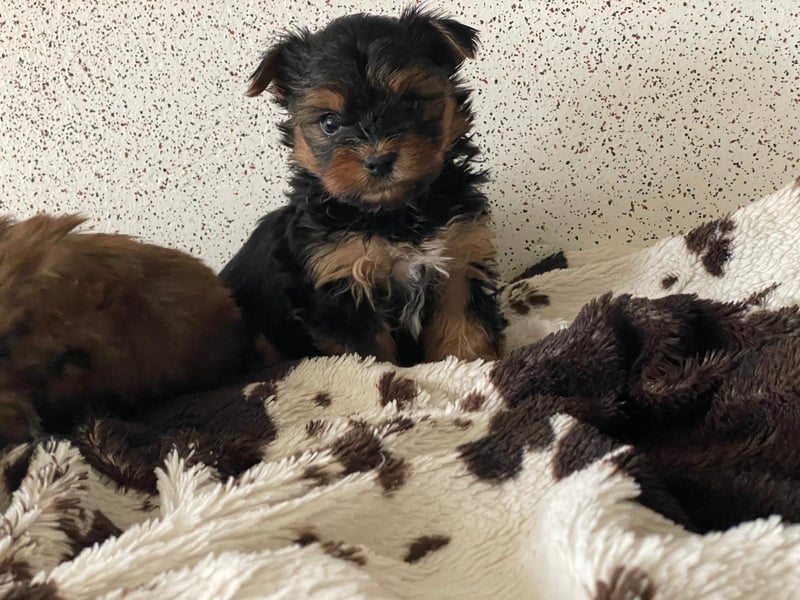 Zuckersüße Mini Yorkshire Terrier Welpen