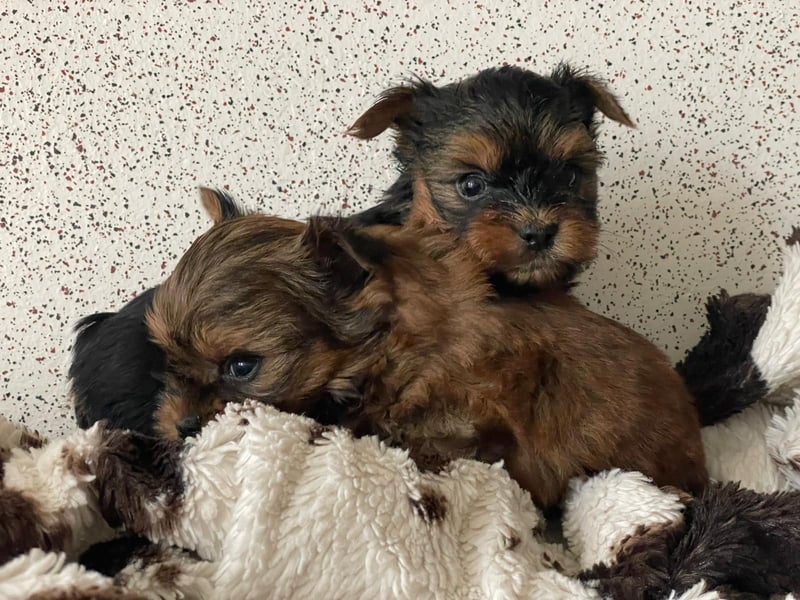 Zuckersüße Mini Yorkshire Terrier Welpen