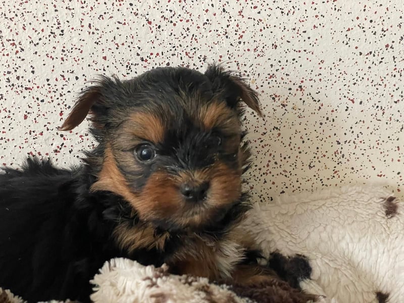 Zuckersüße Mini Yorkshire Terrier Welpen