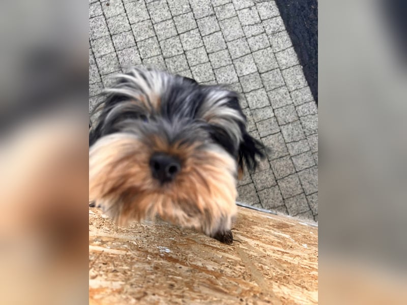 Oscar